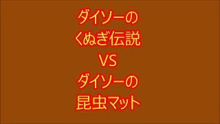 【実験】ダイソーのくぬぎ伝説と昆虫マットでカブトムシを育ててみた①　Breeding beetle with DAISO