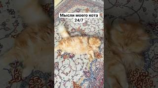 НЕ КОРМЛЮ КОТА #cat #food #