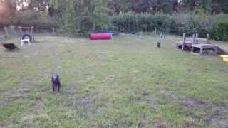 Chiots. Beaucerons. Ombrerougedephrygie