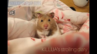 【20220504】奇犽籽的散步日記#3🐹💨