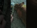 Mimi S Minute 60 Mimi Sai Lahjan Mimi S Minute 60 Mimi Sai Lahjan