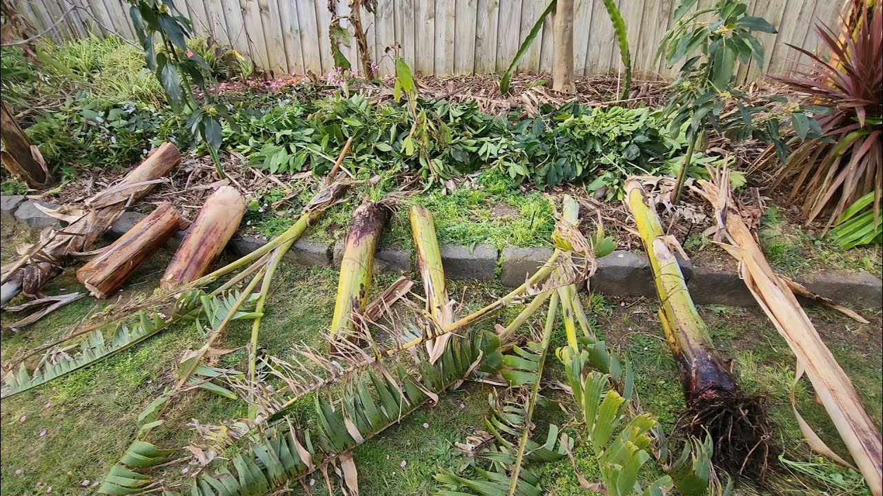 A Secondary Purpose For Banana Plants In The Garden YouTube