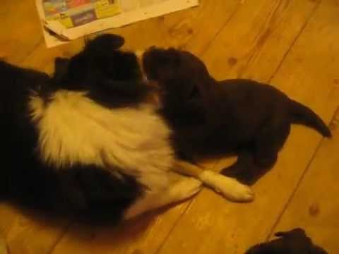 Video: Kuinka Nimetä Labradorinnoutajan Pentu