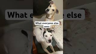 #funnyvideo #rescuedog #memes #greenscreen #funny #duet #comedy #youtubepartner #dog #loveyourpetday