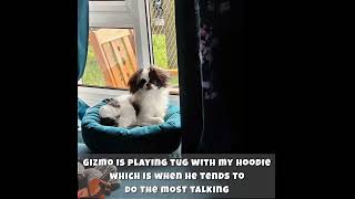 my puppy talks #dogs #dog #shortsvideo #puppy #puppylife #puppyvideos