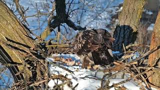 Eagle Eyes and Beyond: Hearing by Raptor Resource Project 130 views 1 month ago 1 minute, 13 seconds