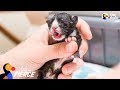 Kitten Who Needed An Incubator To Survive Grows Up To Be A Spitfire | The Dodo Little But Fierce