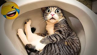 New Funny Animals😸🐶Best Funny Dogs and Cats Videos Of The Week😽