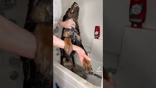 Dirtiest Rottweiler Ever. Bear Purrs In Bath