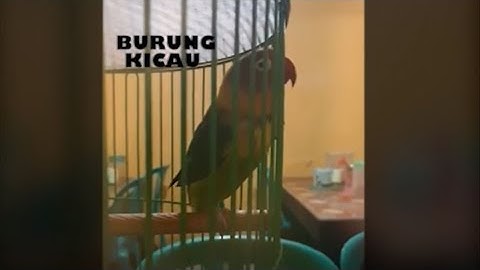 LOVEBIRD SANGAR!! DURASI HAMPIR 10 MENIT TANPA JEDA EDANN!!