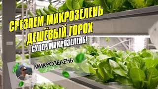 МИКРОЗЕЛЕНЬ ДОМА | ДЕШЁВЫЕ СЕМЕНА ГОРОХА | СРЕЗАЕМ МИКРОЗЕЛЕНЬ ГОРЧИЦЫ | КАК ЗАМАЧИВАТЬ | УДОБРЕНИЯ