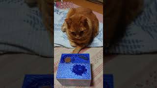 #Shorts ゴジラバンクを猫に見せてみた！ I showed my cat Godzilla bank とんかつおばあちゃん猫