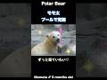 こぐまモモ太の遊び方が想像以上に豪快!ダイブ必見!#polarbear #ホッキョクグマ #shorts