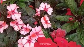Impatiens