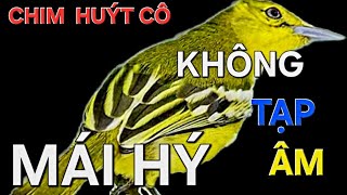 Chim Huýt Cô Mái hí không tạp âm, sau nghệ Mái mồi quá đảng cấp/ Chim Huýt Cô