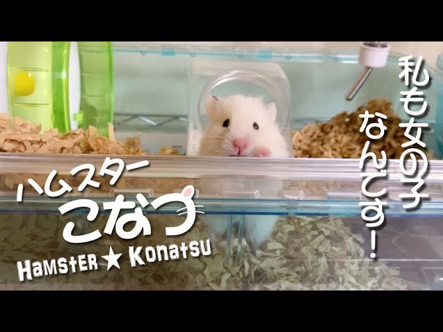 ゴールデンハムスターの女の子 女子力が高いんです Youtube ゴールデンハムスターの女の子 女子力が高いんです Youtube