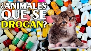 ¿Los Animales se Drogan? | Reporte Express