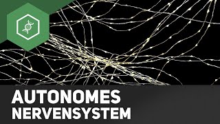 Vegetatives (Autonomes) Nervensystem