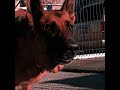 “ The Most Loyal Companion “ - the German shepherd - LUZ ROJA ( Slowed & Reverb)