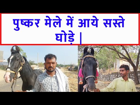 सस्ते बिकाऊ घोड़े पुष्कर मेला बाज़ार 2023 Pushkar Horse Fair 2023 Rajasthan Pushkar Horse Market Video @SANJEEVKUMARGUPTA