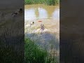 SWIM JULIUS SWIM JULIUS