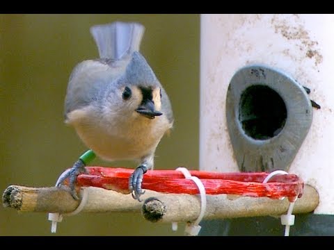 Tracking Backyard Birds