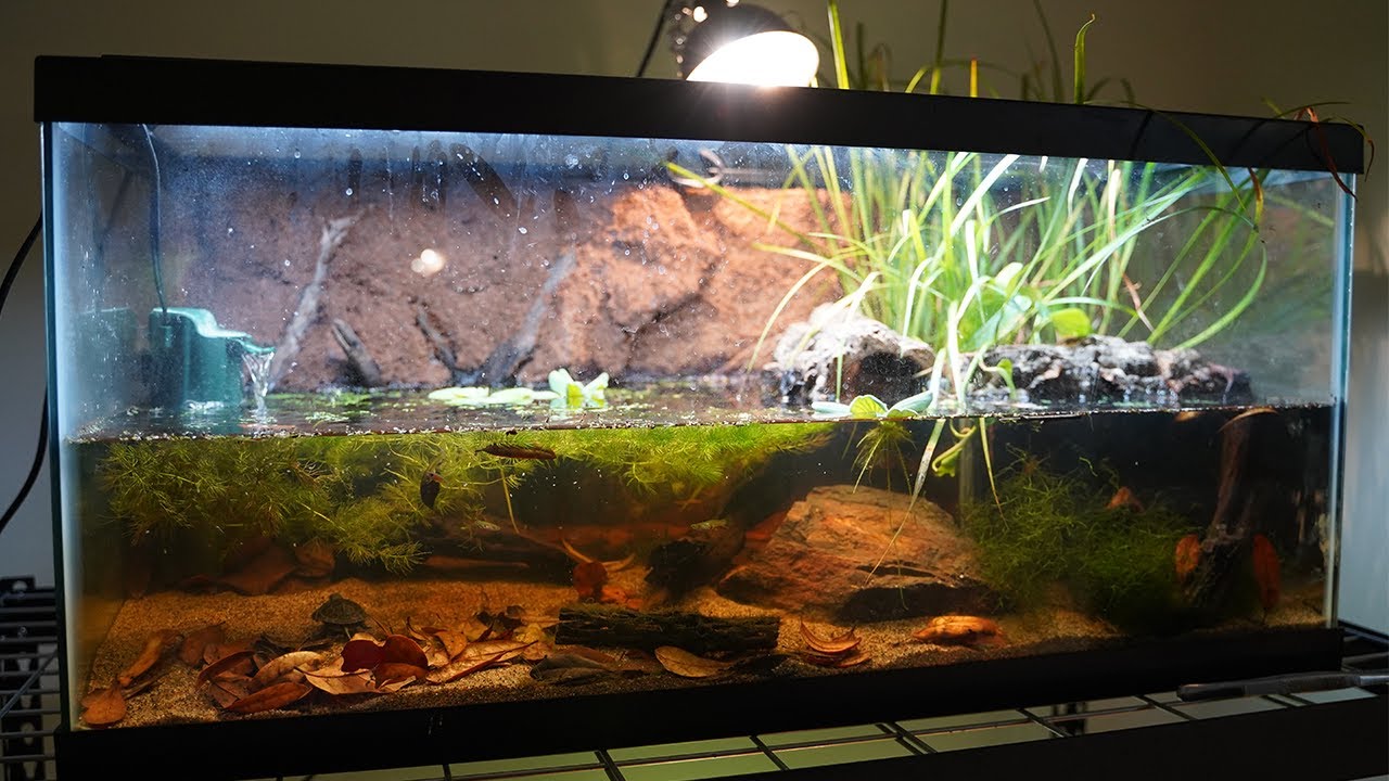 How to build a BEAUTIFUL TURTLE TANK! [Blanding's Turtle Paludarium Build]  