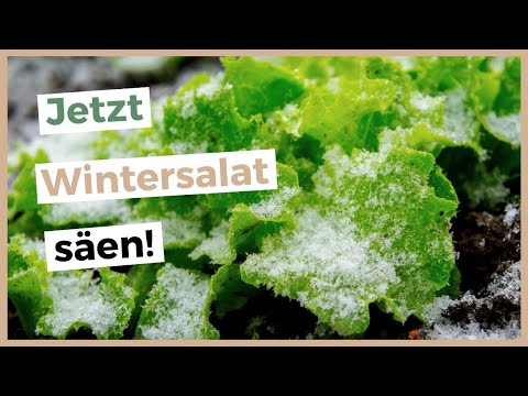 Video: Wintersalat