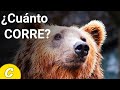 Cuanto Corre Un Oso