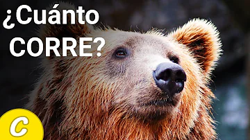 ¿Puedo correr más que un oso?