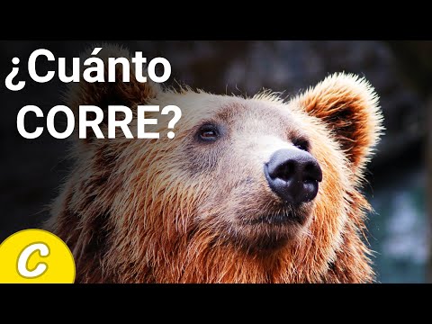 Video: ¿Cuál es la velocidad del oso cuando corre?