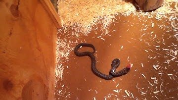 Cuddles the spotted python eats a mouse