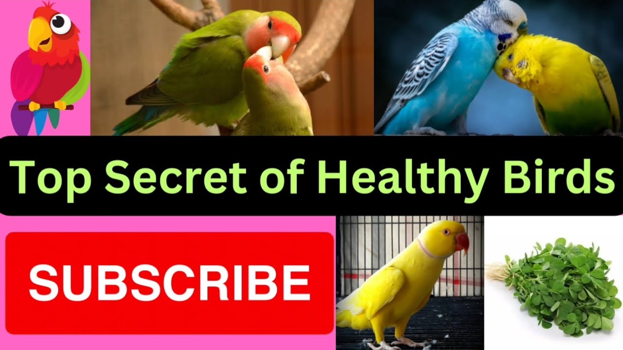 Birds Ki Best Breeding or Healthy and Active Rkhny ky lye yeh formula use kray. YouTube