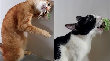 Cats reacts to wall mounted crab catnip ball rotating