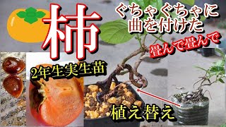 柿 盆栽】ぐちゃぐちゃに畳んで畳んで、カキの実生苗 植え替え