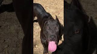 Black Pitbull With D Colored Eyes
