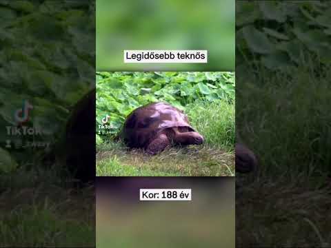 Videó: Mi A Legidősebb állat A Földön