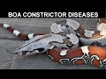 Common Diseases and Health Problems for Boa Constrictors