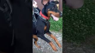 is it a doberman  no, its a kangaroo full video and story in the channel description original