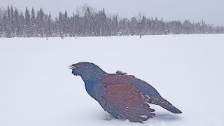 ПЯТЬ ГЛУХАРЕЙ НА ОДНОМ МЕСТЕ / ОХОТА НА БОРОВУЮ ДИЧЬ В ГЛУХОЗИМЬЕ / ПОХОД НА ЛЫЖАХ В ТАЙГУ.