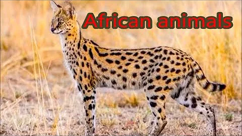 Video 11559291: wild serval cat, african serval, serval animal