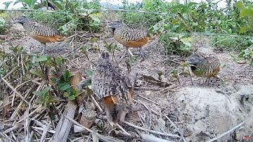 Bẫy chim cút rừng 🐦cách bẫy cút bằng thòng và những pha cút khủng treo cổ quá đã