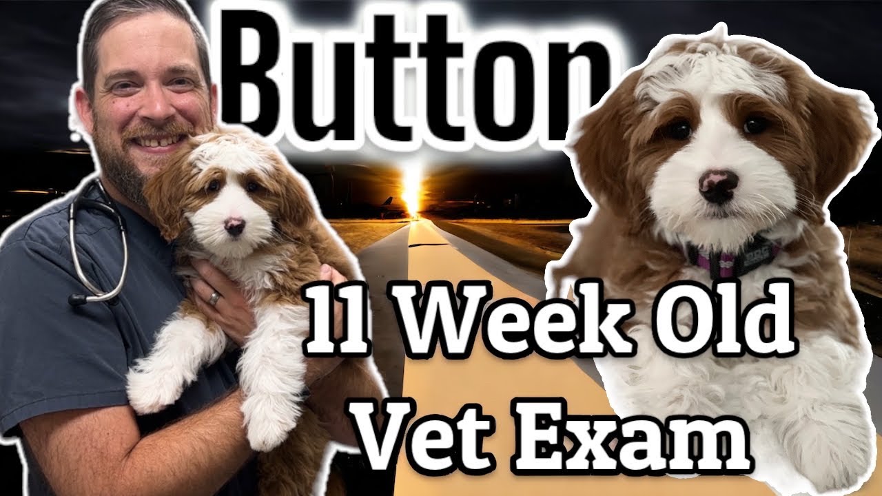 Buttons First Vet Exam at By Herself at 11 Weeks Old! MillieXDave Puppy