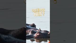 The Fascinating World Of Hippos 