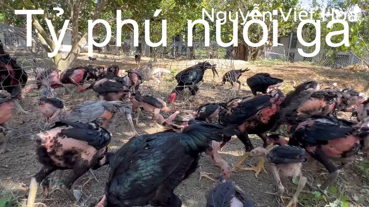 Muốn làm giàu từ nuôi gà bạn cần kiên trì như thế này | Nguyễn Viết Hòa