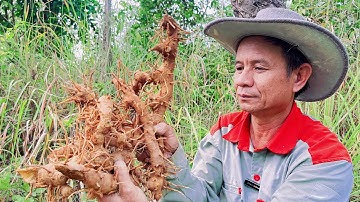 Hành Trình Đi Đào Củ Các Lồi Để Cứu Người