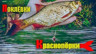 Ловля Краснопёрки, Поклёвки (Catch Rudd fishing, Bite)