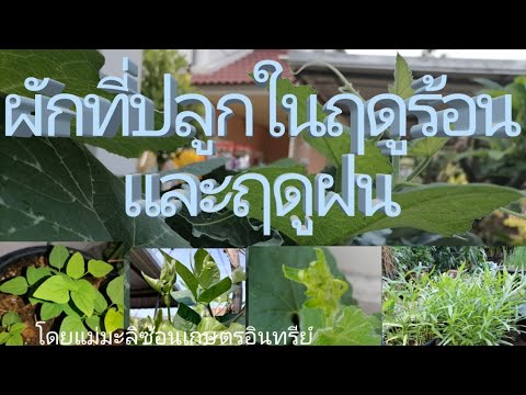 ผักที่ปลูกในฤดูร้อนและฤดูฝน​ #แม่มะลิซ้อนเกษตรอินทรีย์