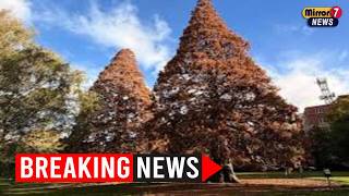 Historic Trees Fall: 88-Year-Old Giants Removed from Hobart Park