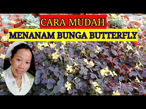 Video: Bunga Batu Echeveria. Penanaman, Penjagaan, Pembiakan. Gambar